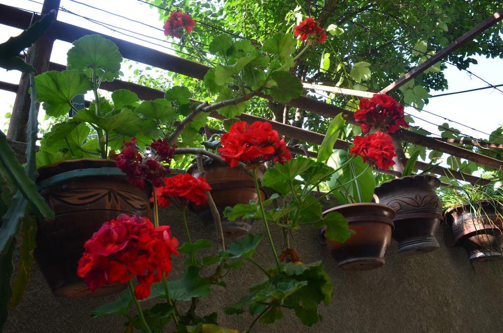 Alex'S Cosy Guesthouse Tiflis Exterior foto